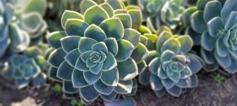 辦公室裝修:打造你的舒適綠色辦公室環(huán)境，療愈系多肉植物5選！